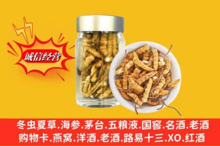永年区回收散虫草
